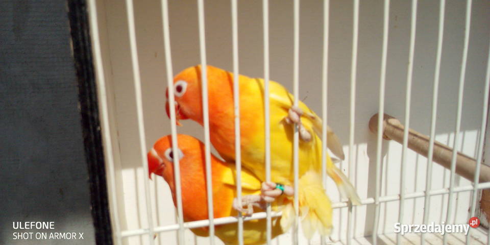 Nierozłączki Fischera Nowy Sącz