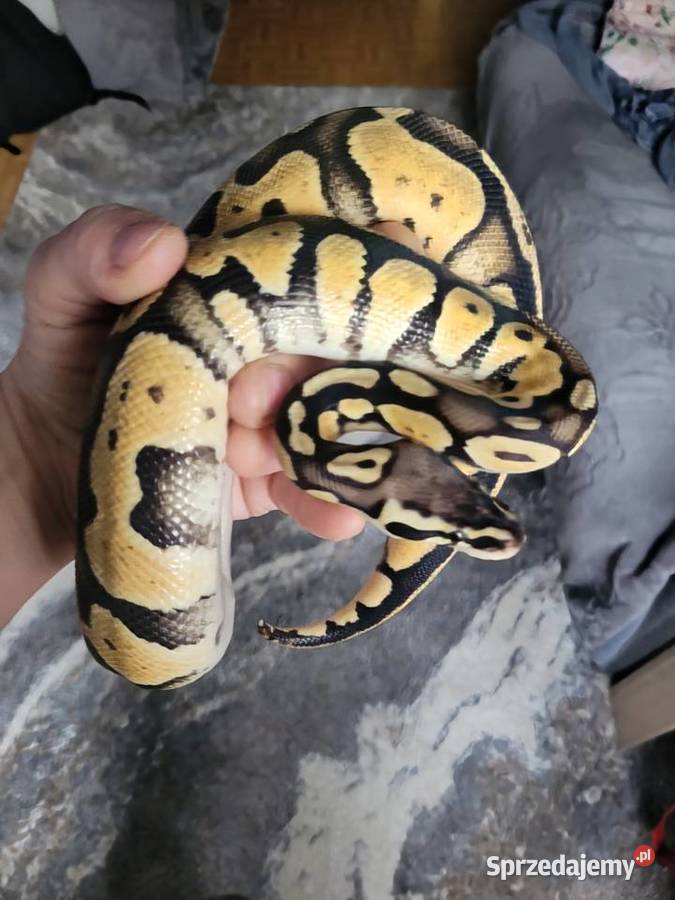 Python regius Starachowice