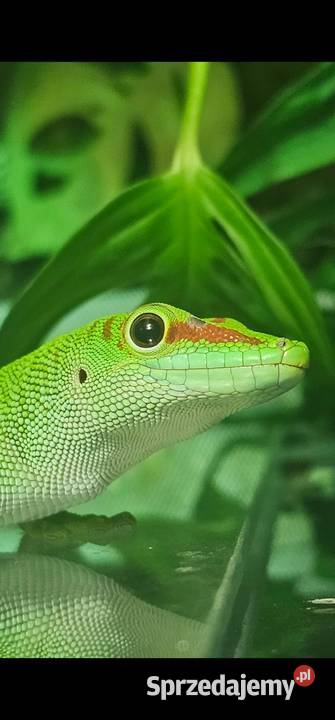 Felsuma madagaskarska Białystok