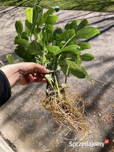 Duży zestaw Philodendron filodendron Kraków