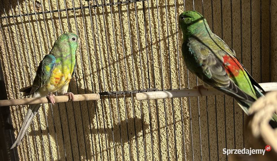 Sprzedam Świergotki 2025 Strzeleczki