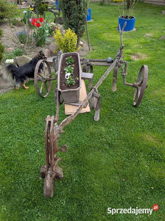 drapacz konny Ostrowiec Świętokrzyski