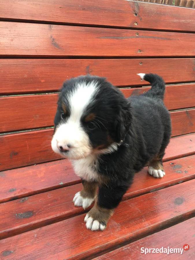 Berneński pies pasterski Kościan sprzedam