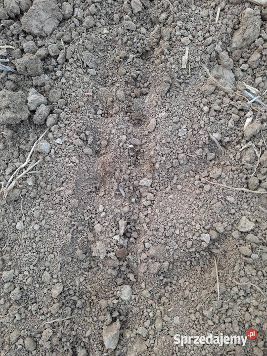 Koło dociskowe zebate do siewnika punktowego Nowy Targ