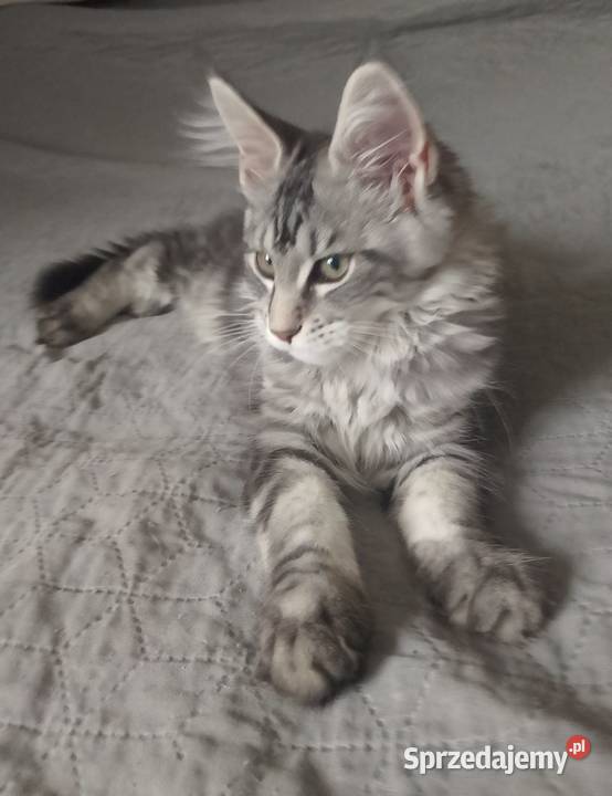 Kotka Maine Coon rodowód FPL Bytom Odrzański sprzedam