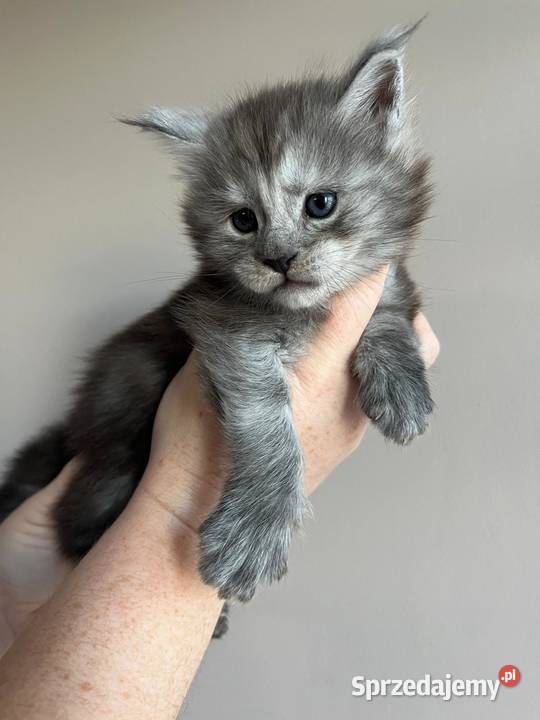 Kotka Maine Coon Szembruk