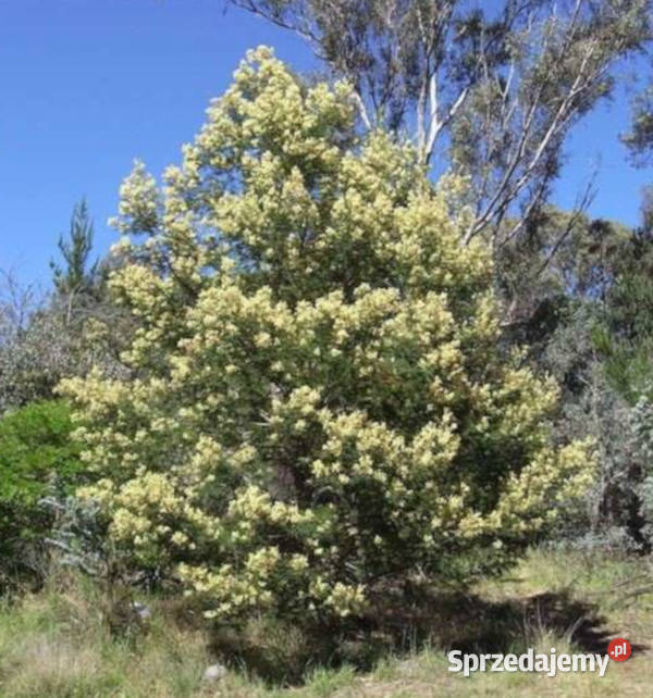 AKACJA MEARNSII Acacia mearnsii NASIONA 100g kujawsko-pomorskie Lubanie