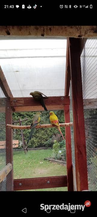 Papuga górskaBerg szpalt na pastel