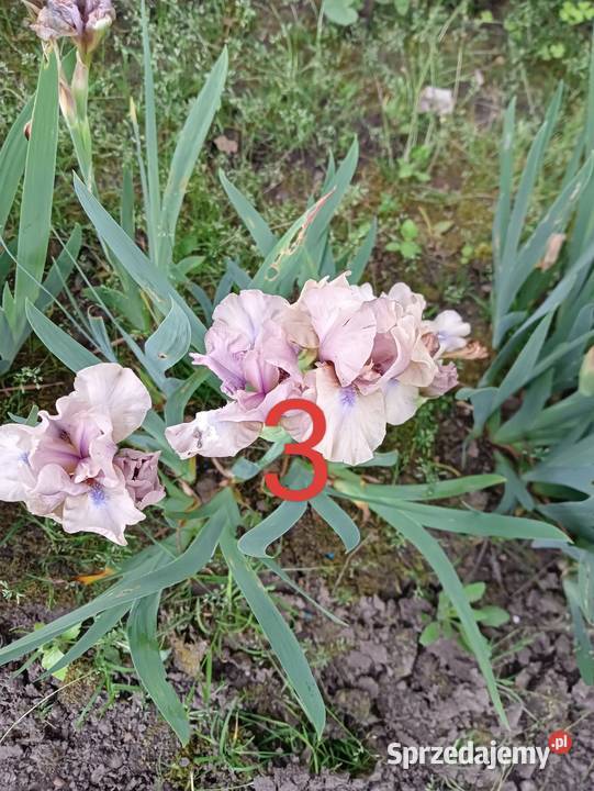 Irysy miniaturki ponad 20 kolorów Wacławice
