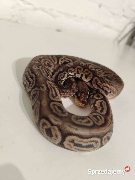 Samiczka pyton królewski Pruszków