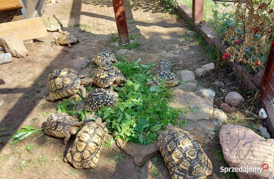 Żółw lamparci żółwie lamparcie młode żółwiki Giżycko