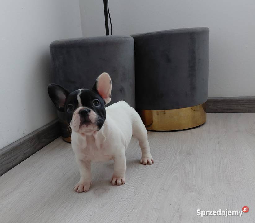 Buldog francuski suczka sprzedam