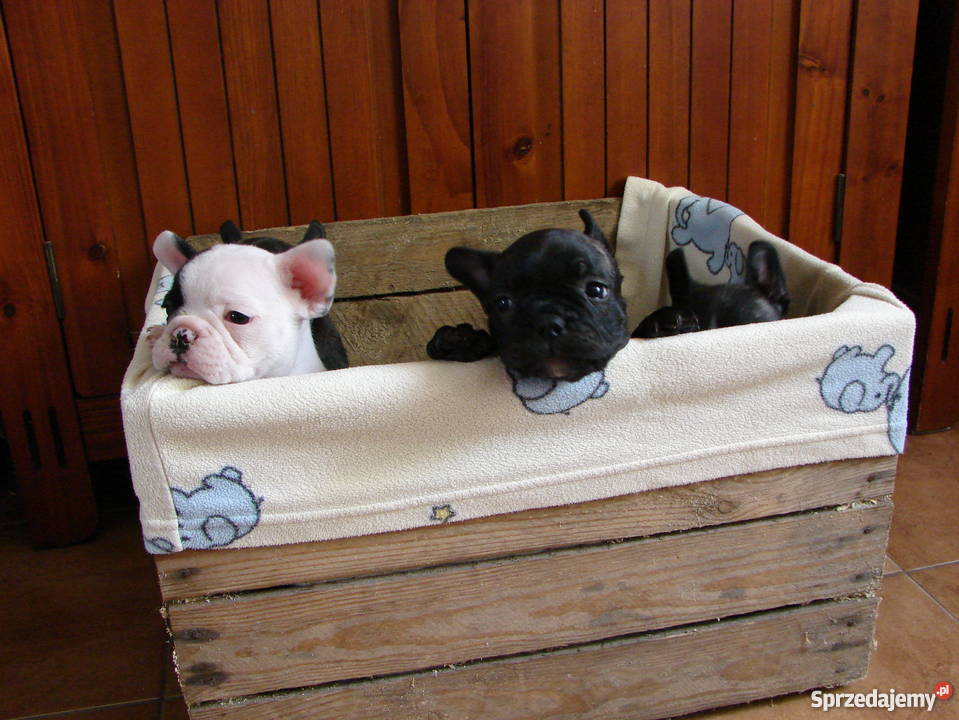 buldog francuski ZACHODNIOPOMORSKIE Stargard