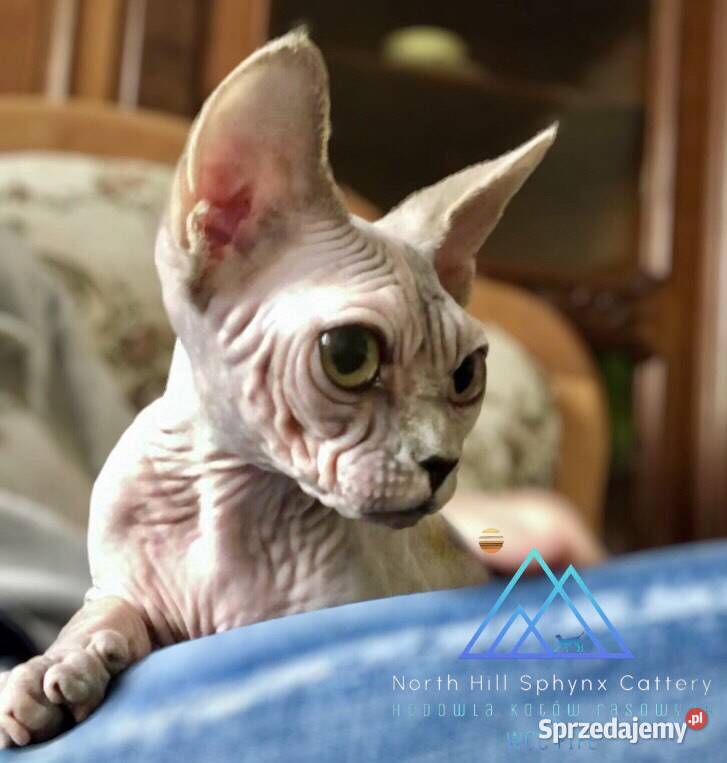 FPL kotka niebieska szylkret sfinks kanadyjski śląskie Sosnowiec