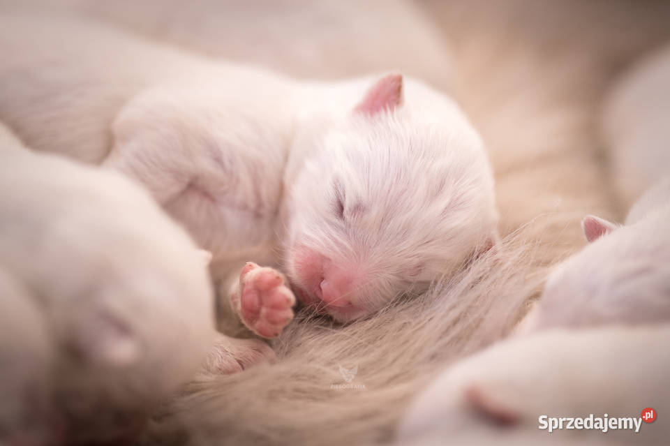 Szczenię samoyed FCI dostepne do rezerwacji Zgierz