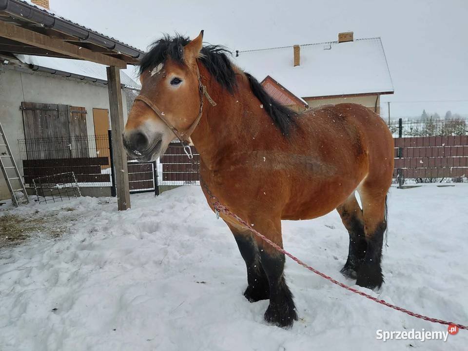 Ogier zimnokrwisty Sykulski lubelskie Bekiesza