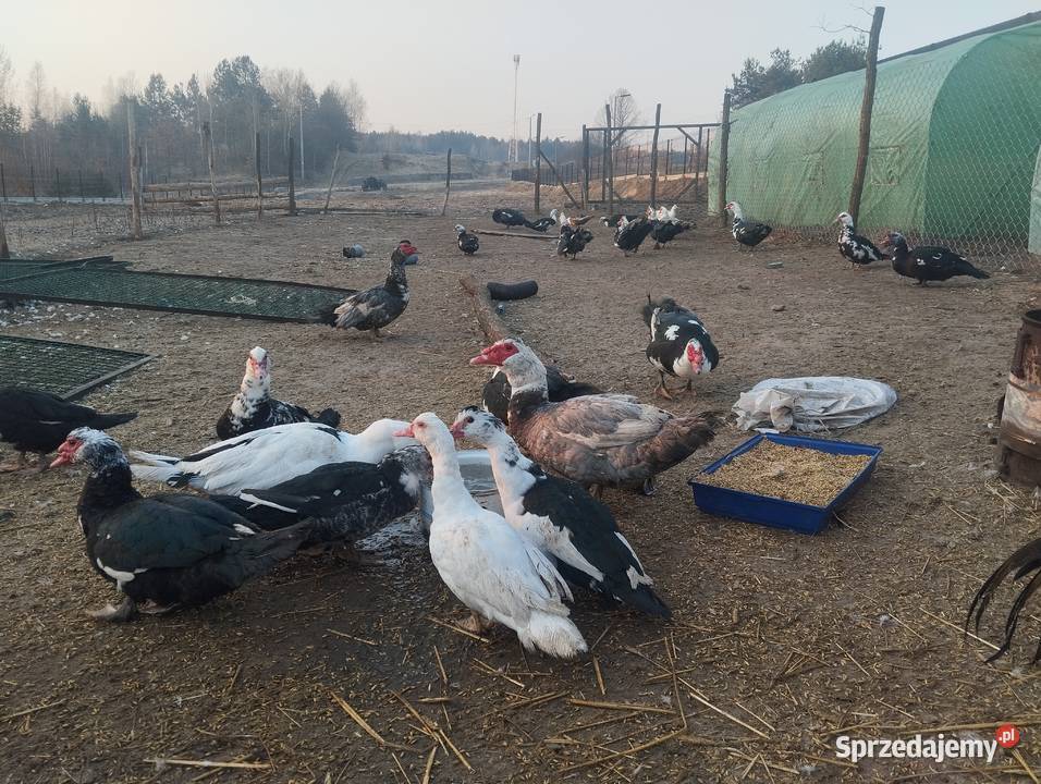 Kaczki i kaczory świętokrzyskie Łagów