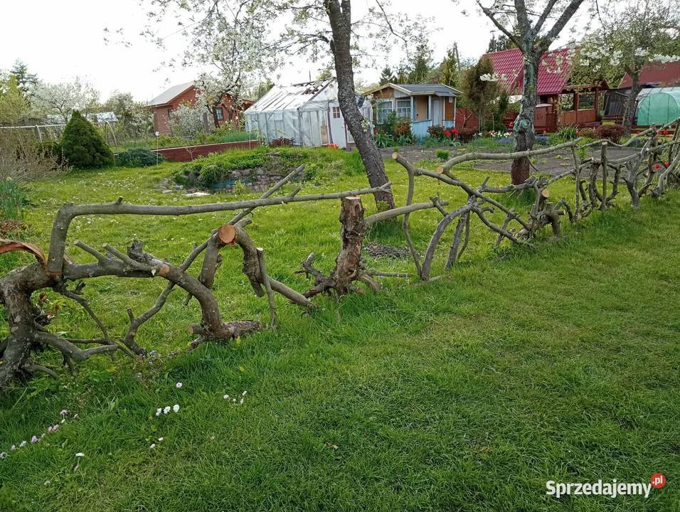 Sprzedam prawo do dzierżawy działki ROD w Relax Grunty i działki Białystok