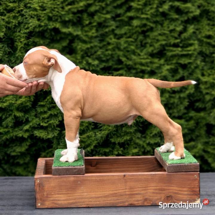 American Bully ABKC mazowieckie Kozienice sprzedam