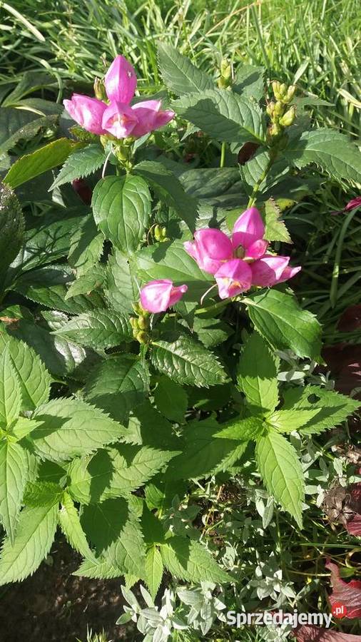 Żółwik ukośny Białystok