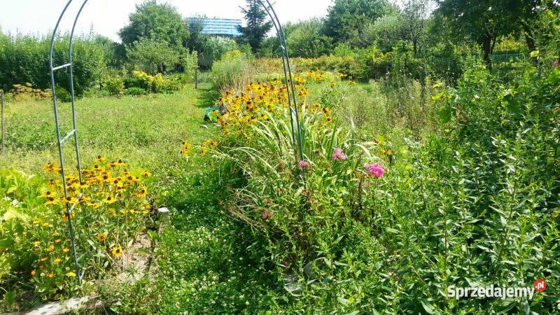 działkę ogrodową w ROD Zorza prąd dolnośląskie Legnica sprzedam