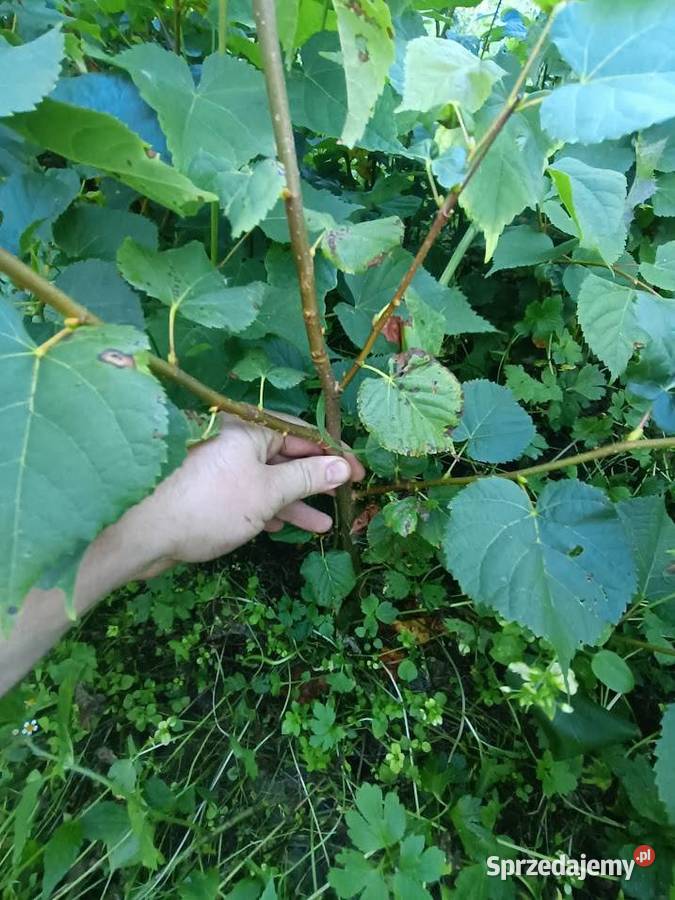 Lipa drobnolistna 70 100