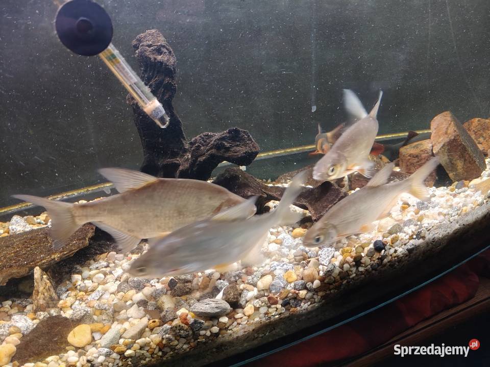 Oddam krąpie Ryby śląskie Stanica