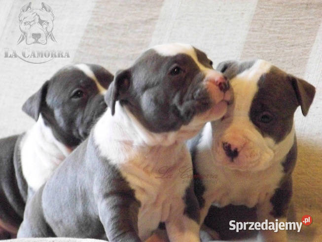 American Staffordshire Terrier Paczków