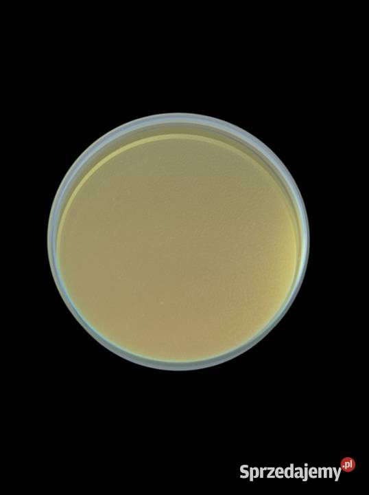 Optical Lens 37x16 mm 211LCG0045 ZAMIENNIK Piaseczno