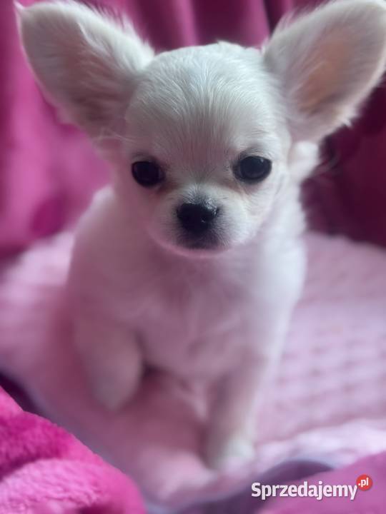Chihuahua długowłosy z doskonałym rodowodem Białystok sprzedam