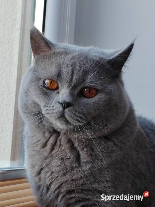 Reproduktor brytyjski krycie Pasłęk