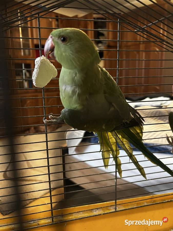 Aleksandrety para z dwóch gniazd 25 Kraków