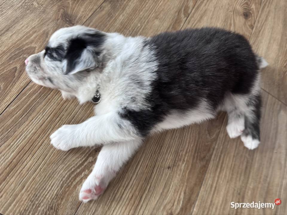 Piesek Border collie blue merle Kamień