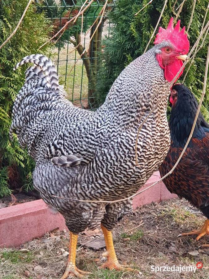 Kogut Amrock Szczytno sprzedam