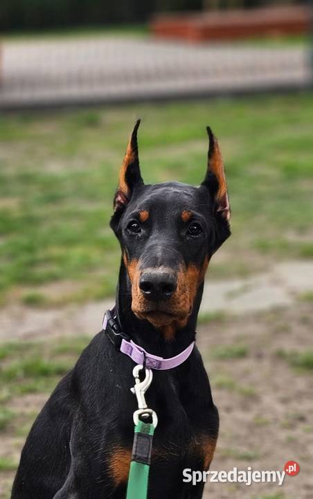 Szczeniak Doberman śliczny Chempionach Stryków