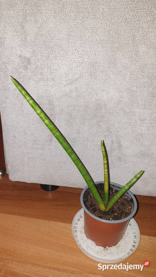 Sansewieria cylindryczna 2 wysokość 29 Warszawa