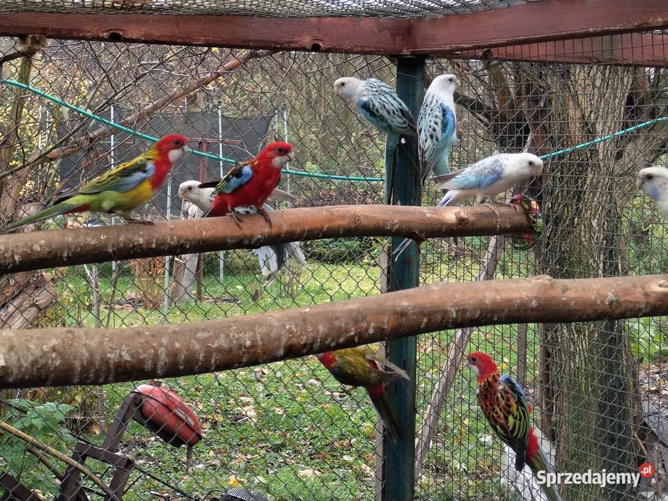 Rozelle Białolice 2025 wielkopolskie Borowo