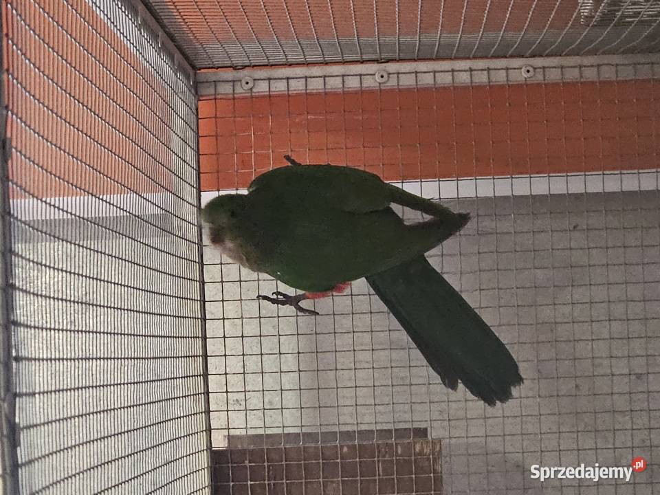 Szkarłatka królewska samiczka kujawsko-pomorskie Bydgoszcz sprzedam