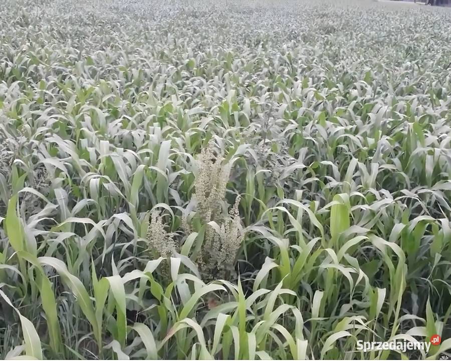 NUTRI HONEY Mieszaniec Sorgo z Trawą Sudańską 25 Swarzędz