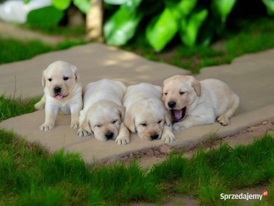 Szczeniaki Labrador Retriever biszkoptowe Labrador Żelechlinek
