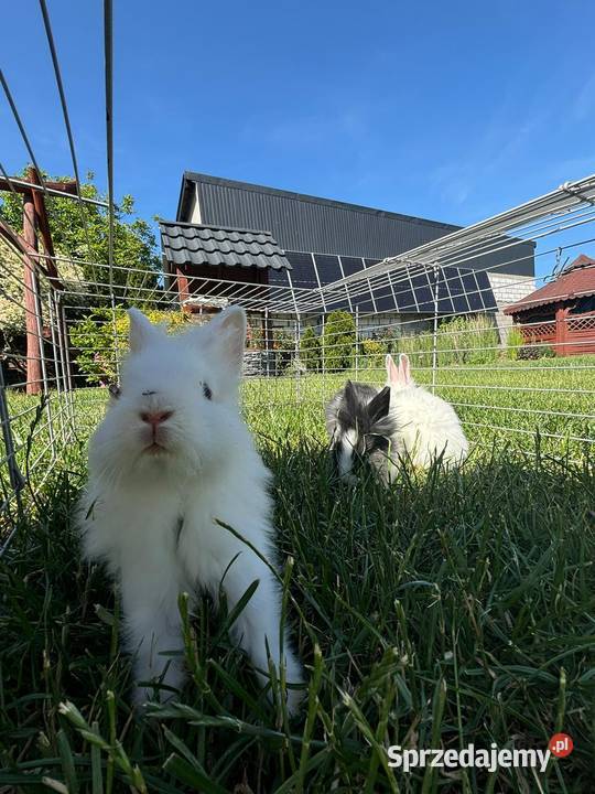 Króliki miniaturki Prywatna Hodowla Gryzonie Obręb