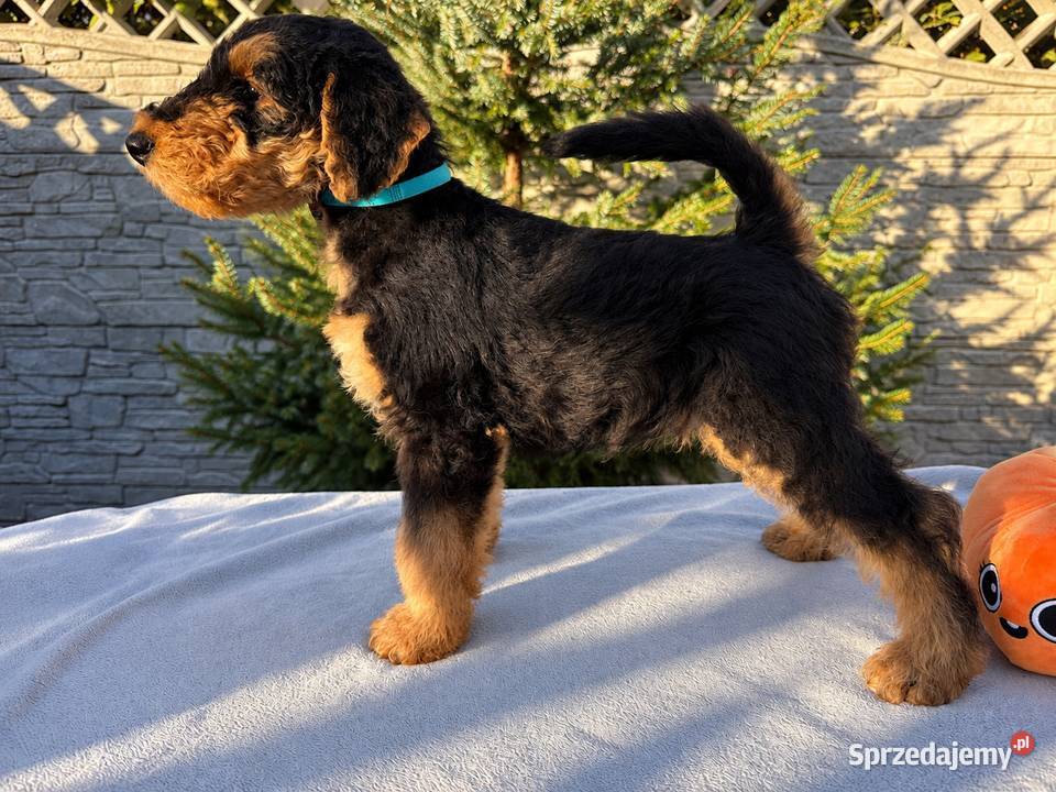 Airedale Terrier szczenięta ZKwPFCI