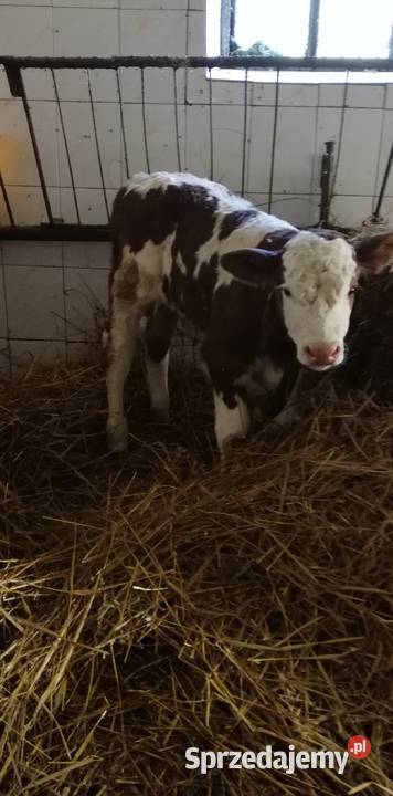 Byczki i cieliczka Bydło mięsne Hłudno