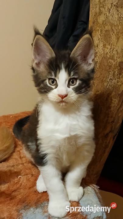 Maine Coon kocurki Warszawa Maine Coon sprzedam