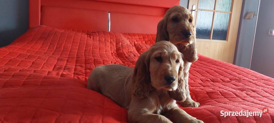 Cocker Spaniel angielski Rawicz
