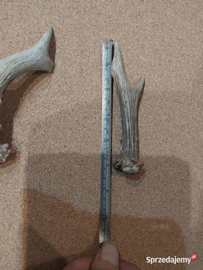 Poroza jelonka sarny Wyposażenie wnętrz Baby Górne sprzedam