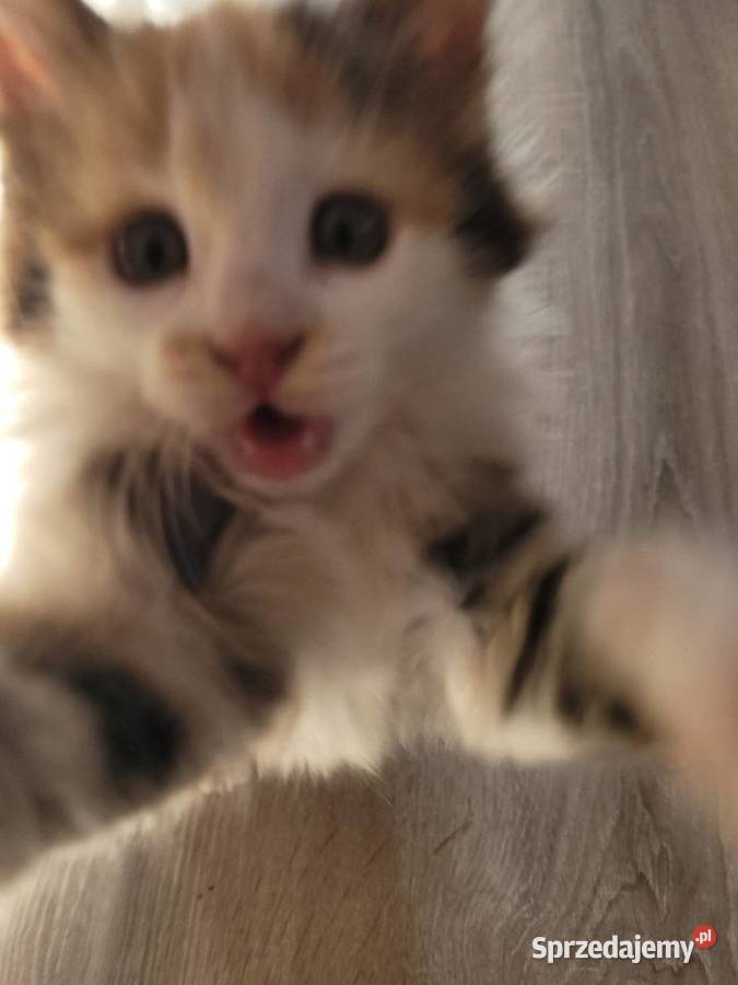 Kotki Maine Coon Maine Coon Polesie Mikułowskie