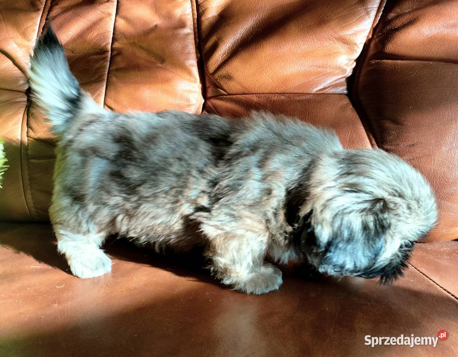 Shih tzu FCI Wałbrzych