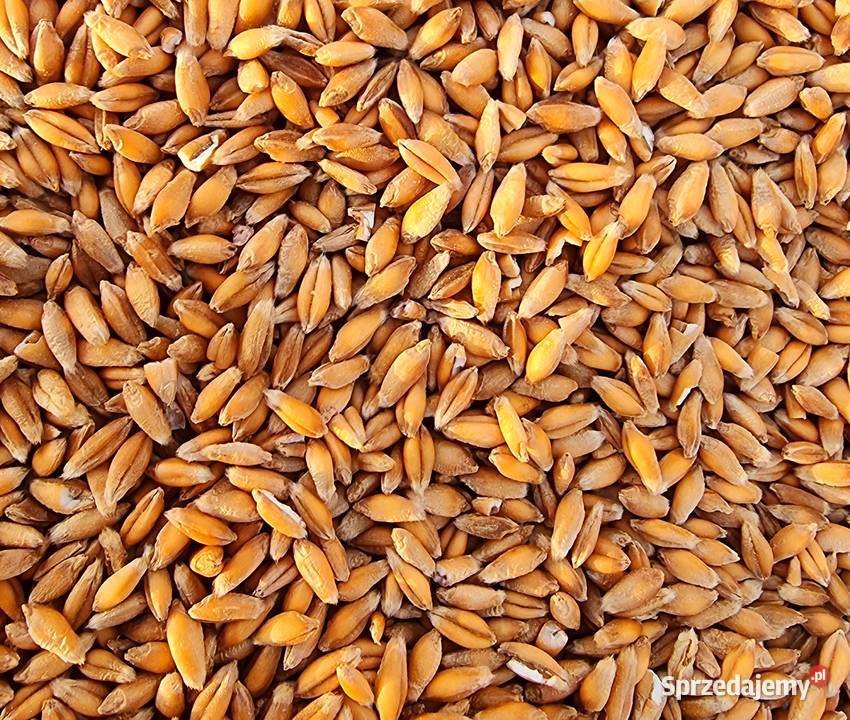 Pszenżyto ozime Metro centrali czyszczone NOWOŚĆ