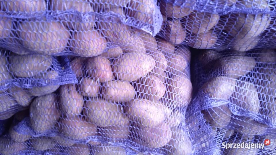 Ziemniaki czerwone Baltic rose Proszowice